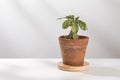 Dorstenia Plant. Royalty Free Stock Photo