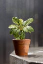 Dorstenia. Royalty Free Stock Photo