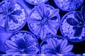 Dorstenia gigas blue led light