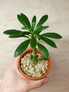 Dorstenia gigas small plant