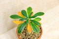 Dorstenia gigas yellow leaves