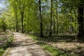 Path trough Romberg Park in BrÃÂ¼nninghausen that is part of the European Garden Heritage Network Royalty Free Stock Photo