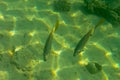 Dory Snapper underwater in the tropical Red Sea. Lutjanus fulviflamma or Longspot snapper in shallow water floats between sun rays