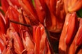 Doryanthes Palmeri, also known as the giant spear lily. Royalty Free Stock Photo