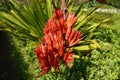 Doryanthes Palmeri, also known as the giant spear lily. Royalty Free Stock Photo