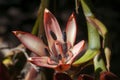 Close-up of doryanthes palmeri flower Royalty Free Stock Photo