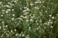 Dorycnium pentaphyllum flower close up