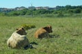 Dos vacas tumbadas en un prado Royalty Free Stock Photo