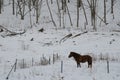 Dosanko horse in a snowy landscape Royalty Free Stock Photo