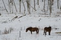 Dosanko horses in a snowy landscape Royalty Free Stock Photo