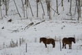 Dosanko horses in a snowy landscape Royalty Free Stock Photo