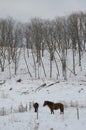 Dosanko horses in a snowy landscape Royalty Free Stock Photo