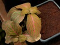 Hazel wood colored Dossinia Plant