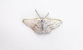 dot lined wave moth - Idaea tacturata - found from Virginia to Florida. four thin brownish, dotted or zigzag lines on the forewing