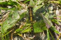 Dot-tailed Whiteface Dragonfly - Leucorrhinia intacta Royalty Free Stock Photo