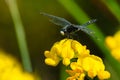 Dot-tailed Whiteface Dragonfly - Leucorrhinia intacta Royalty Free Stock Photo