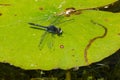 Dot-tailed Whiteface Dragonfly - Leucorrhinia intacta Royalty Free Stock Photo