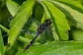 Dot-tailed Whiteface Dragonfly - Leucorrhinia intacta Royalty Free Stock Photo