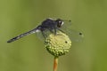 Dot-tailed Whiteface dragonfly perched on a buttonbush Royalty Free Stock Photo