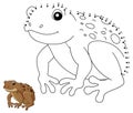 Dot to Dot Cane Toad Frog Animal Coloring Page