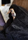 dotson dog in blanket all in your bisness