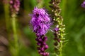 Dotted blazingstar, Liatris punctata Royalty Free Stock Photo