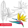 Set of Strelitzia reginae or bird of paradise flower and leaf isolated on white background Royalty Free Stock Photo