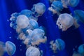 Dotted jellyfishes in blue water