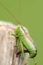 Dotted-locust - Leptophyes punctatissima Royalty Free Stock Photo