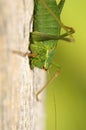 Dotted-locust - Leptophyes punctatissima Royalty Free Stock Photo