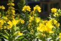 The Dotted loosestrife plant