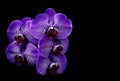 Bunch of purple phalaenopsis orchids with black background