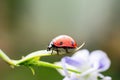 Dotted red little ladybug or lady bird insect walking on delicate flower leaf Royalty Free Stock Photo