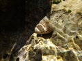 Dotted shell of sea snail in sun light under water Royalty Free Stock Photo