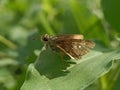 Dotted Skipper Animal from the Family Hesperiidae. A rudimentary little butterfly