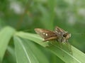 Dotted Skipper Animal from the Family Hesperiidae. A rudimentary little butterfly