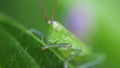 Dotted Tender cricket - eye