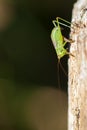 Dotted Tender cricket - oviposition Royalty Free Stock Photo