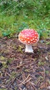 Dotty mushroom in forrest Royalty Free Stock Photo