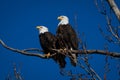 Double American bald eagles perch on tree snag against background of blue sky Royalty Free Stock Photo