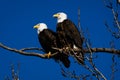 Double American bald eagles perch on tree snag against background of blue sky Royalty Free Stock Photo