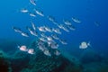 Double Banded Bream Diplodus vulgaris in the Mediterranean Sea