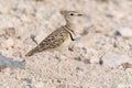 Double banded courser bird Royalty Free Stock Photo
