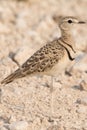 Double Banded Courser Bird Royalty Free Stock Photo