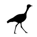 Double banded courser bird - Silhouette Royalty Free Stock Photo