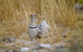 Double banded courser