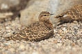 Double-banded courser Royalty Free Stock Photo