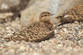 Double-banded courser