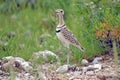 Double-banded courser, Etosha