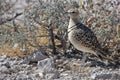 Double-banded courser, Namibia Royalty Free Stock Photo